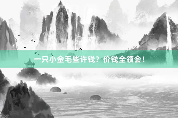 一只小金毛些许钱？价钱全领会！